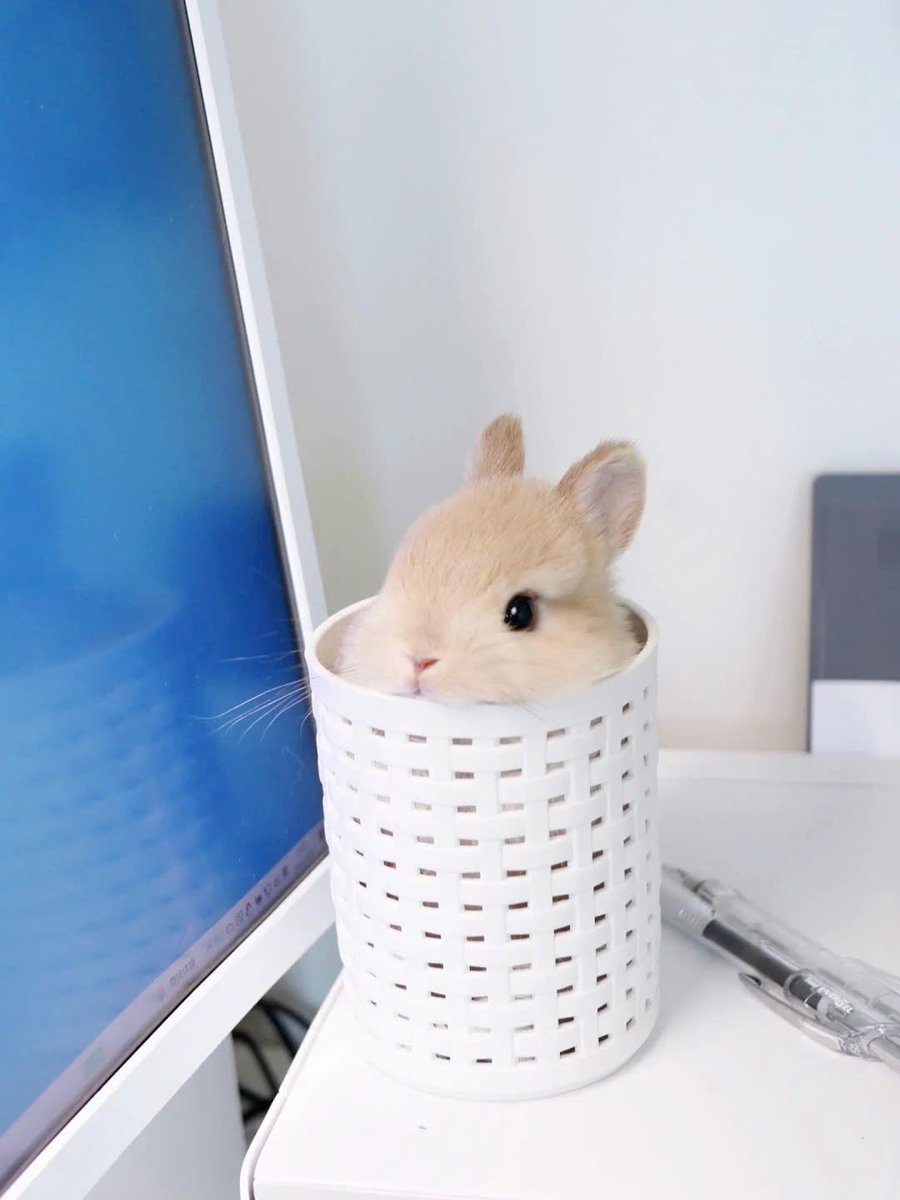 Why you should have a rabbit tweet media