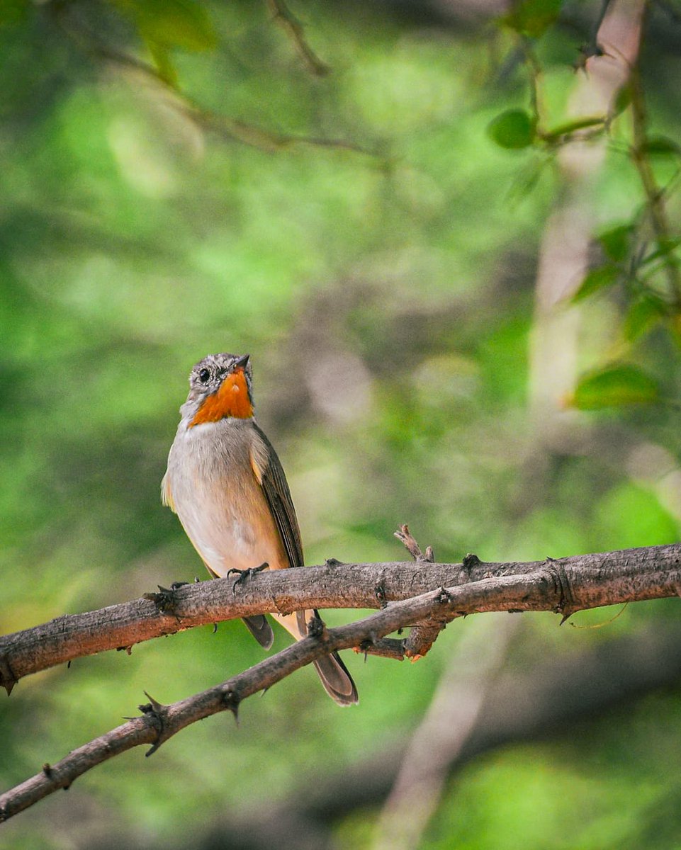 Arti Marathe tweet media