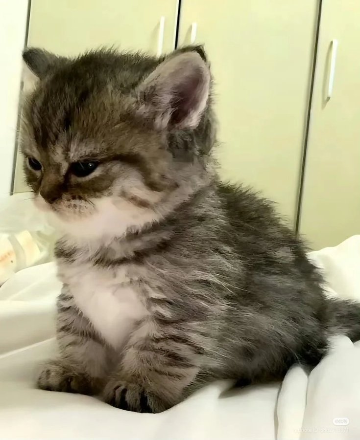 Cat 🐈 tweet media