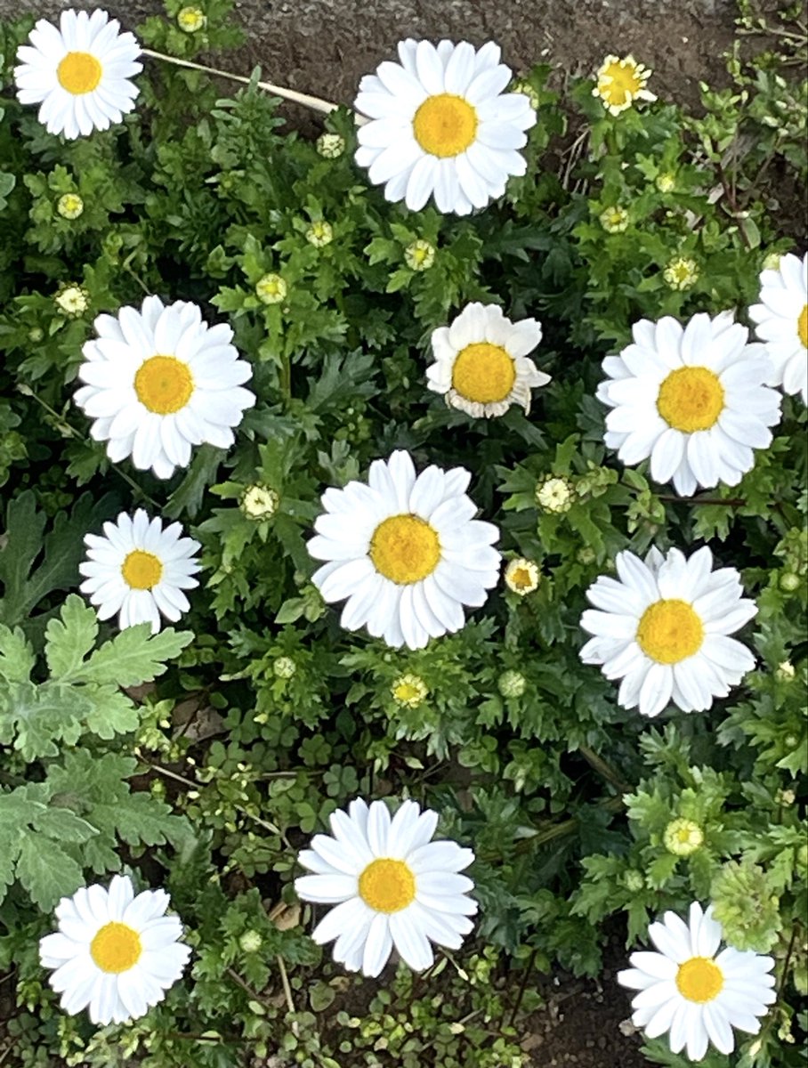 こだま和文 tweet media