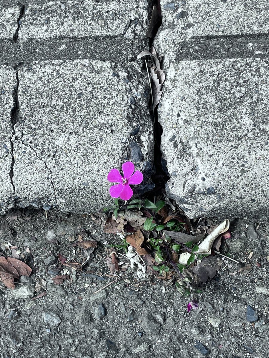 こだま和文 tweet media