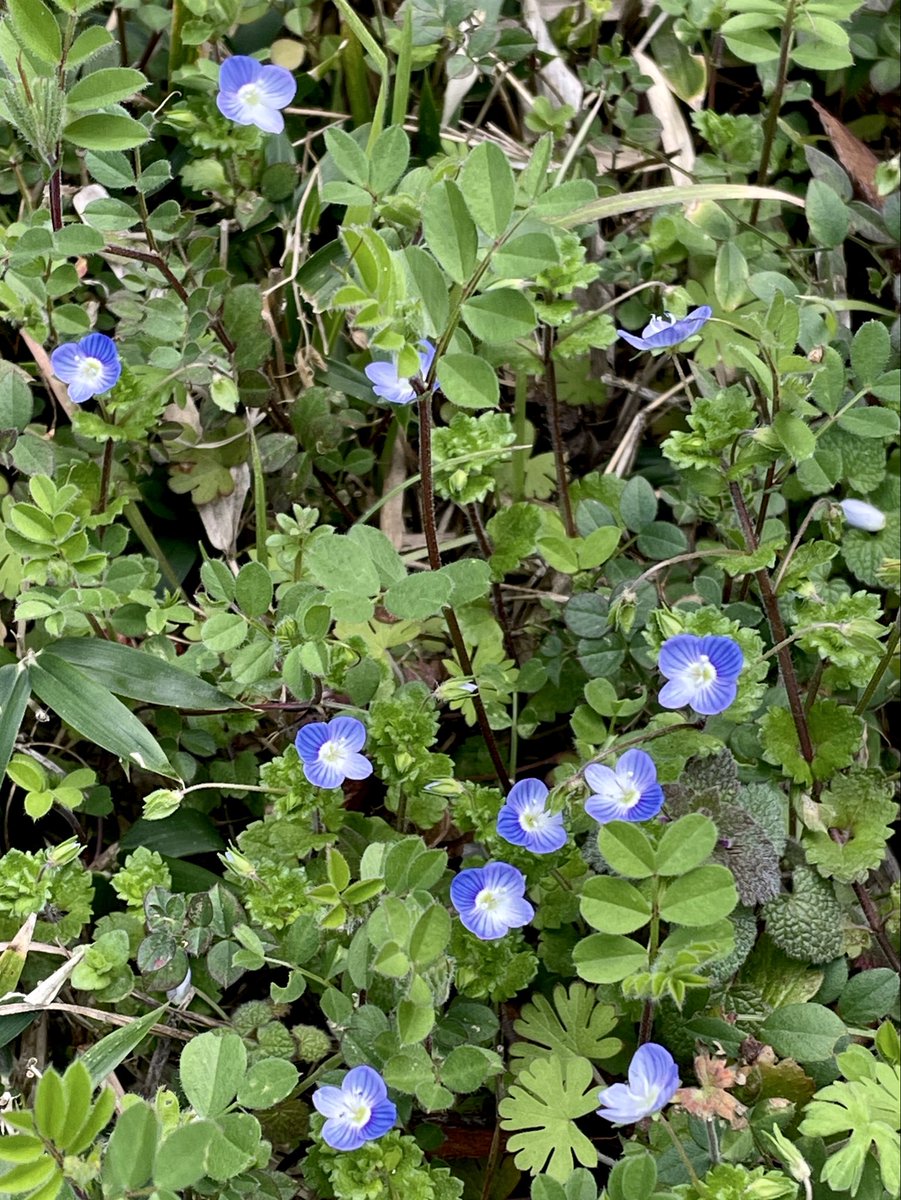 こだま和文 tweet media