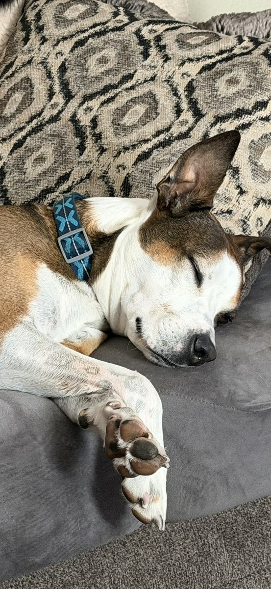 Amy Scully🇺🇸🇺🇸 tweet media