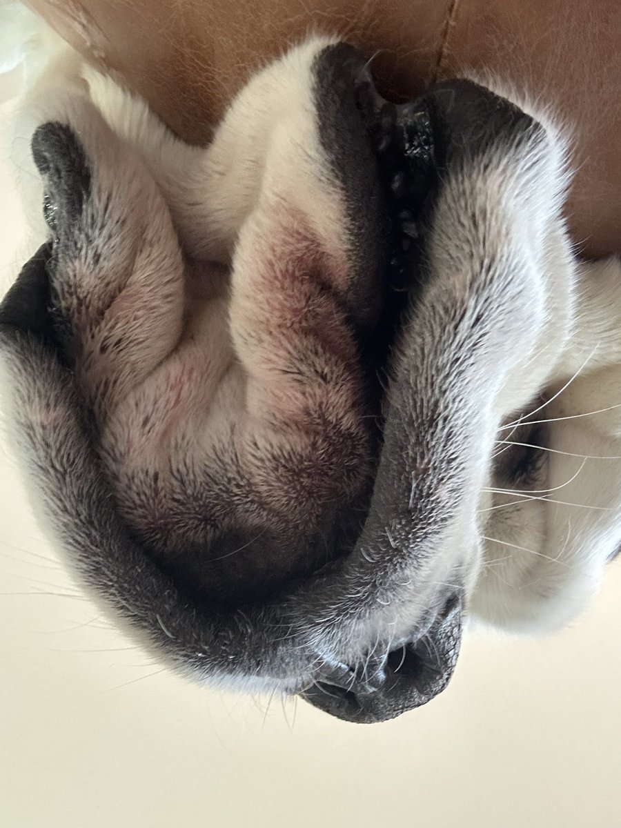 Chris Robb tweet media