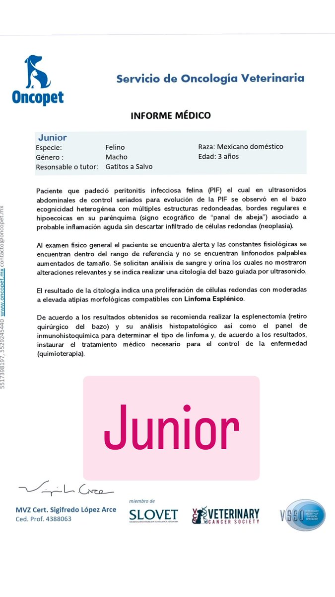 🐾🐾Gatitos a salvo🐾🐾 tweet media