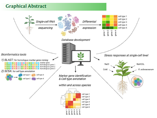 PCP_EIC's tweet photo. 📙From latest PCP (67-2): 🧬Database Paper💐
✨Free Access!
PscOA: a plant scRNA-seq marker gene database for enhanced cellular #transcriptome understanding
He Xu & Bin Li et al.
https://t.co/7t7NuMxDW9
#SingleCellRNA #Plantsci https://t.co/cZArbqds7e