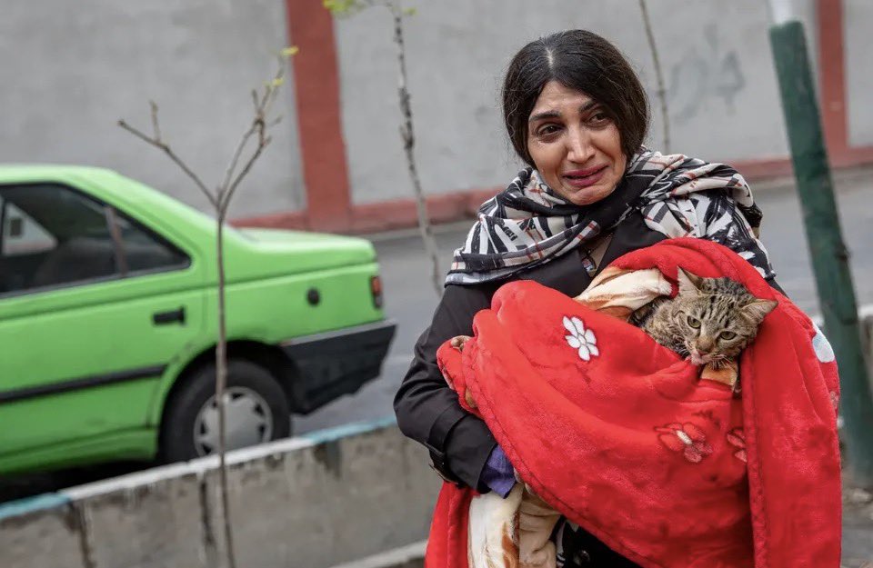 No Cats No Life tweet media