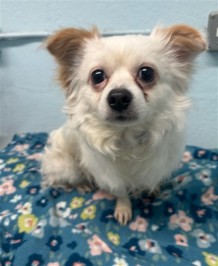 LancasterAnimalShelt tweet media