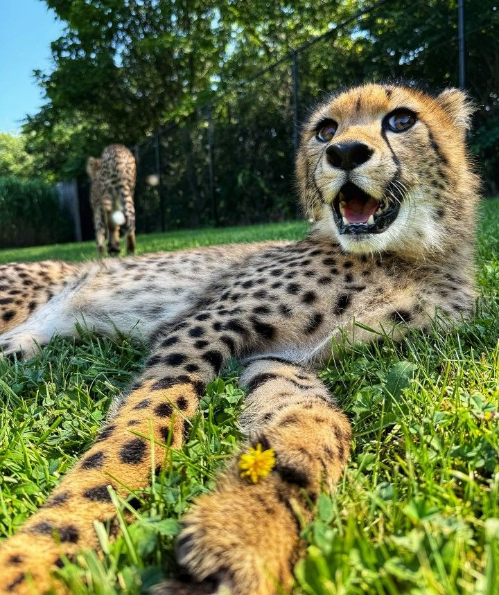 woof "pronouns" woofington tweet media