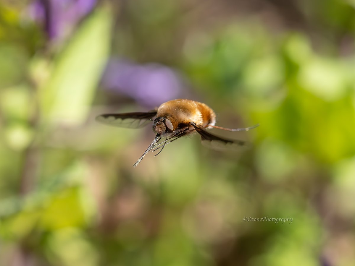 尾園 暁 tweet media