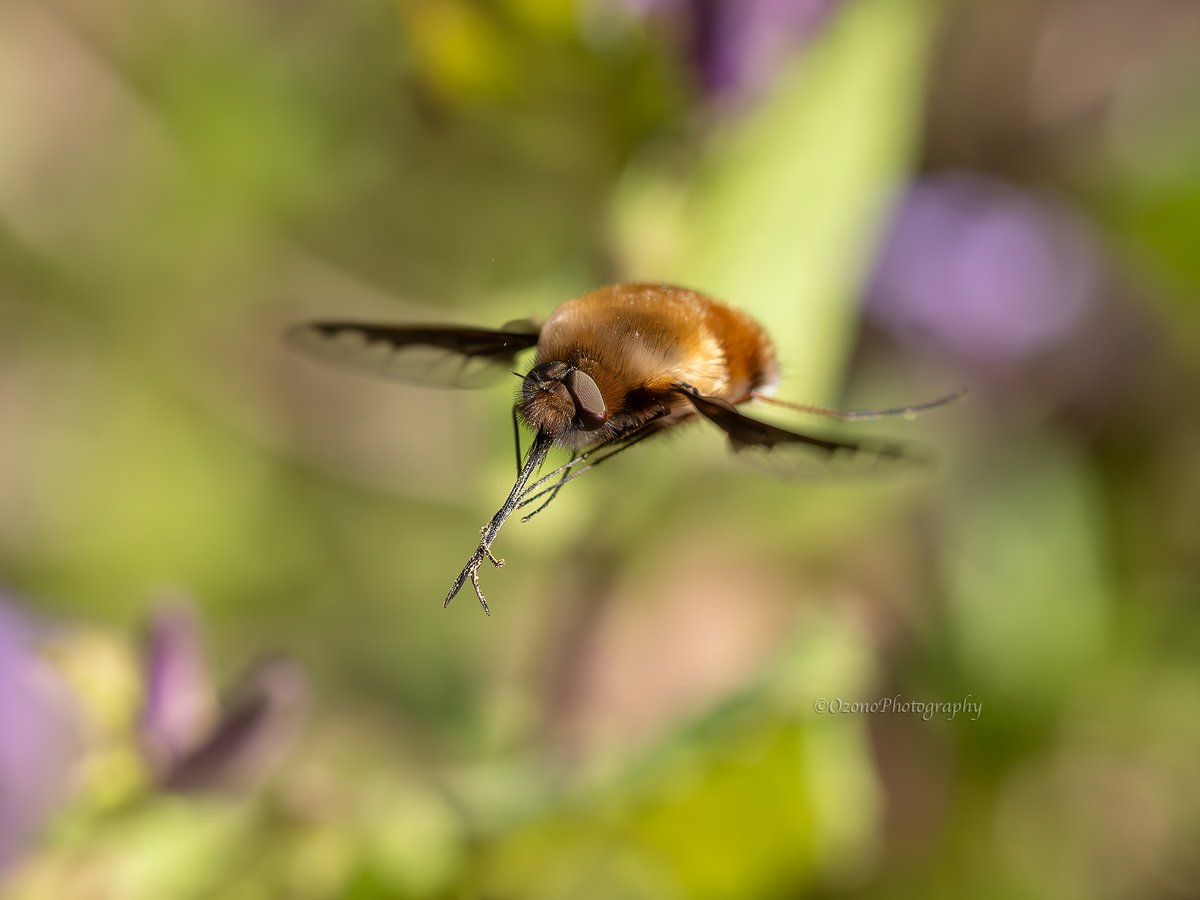 尾園 暁 tweet media