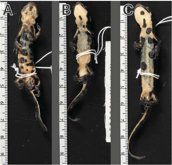 Laboratory of Animal Sociology, OMU, JPN tweet media