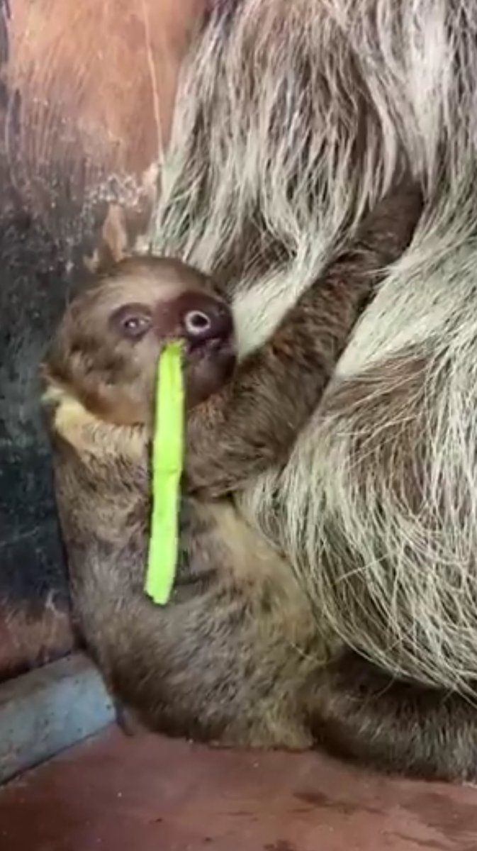 Tommy's Orange Catapillar tweet media