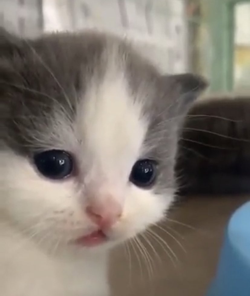 น้องปาม tweet media