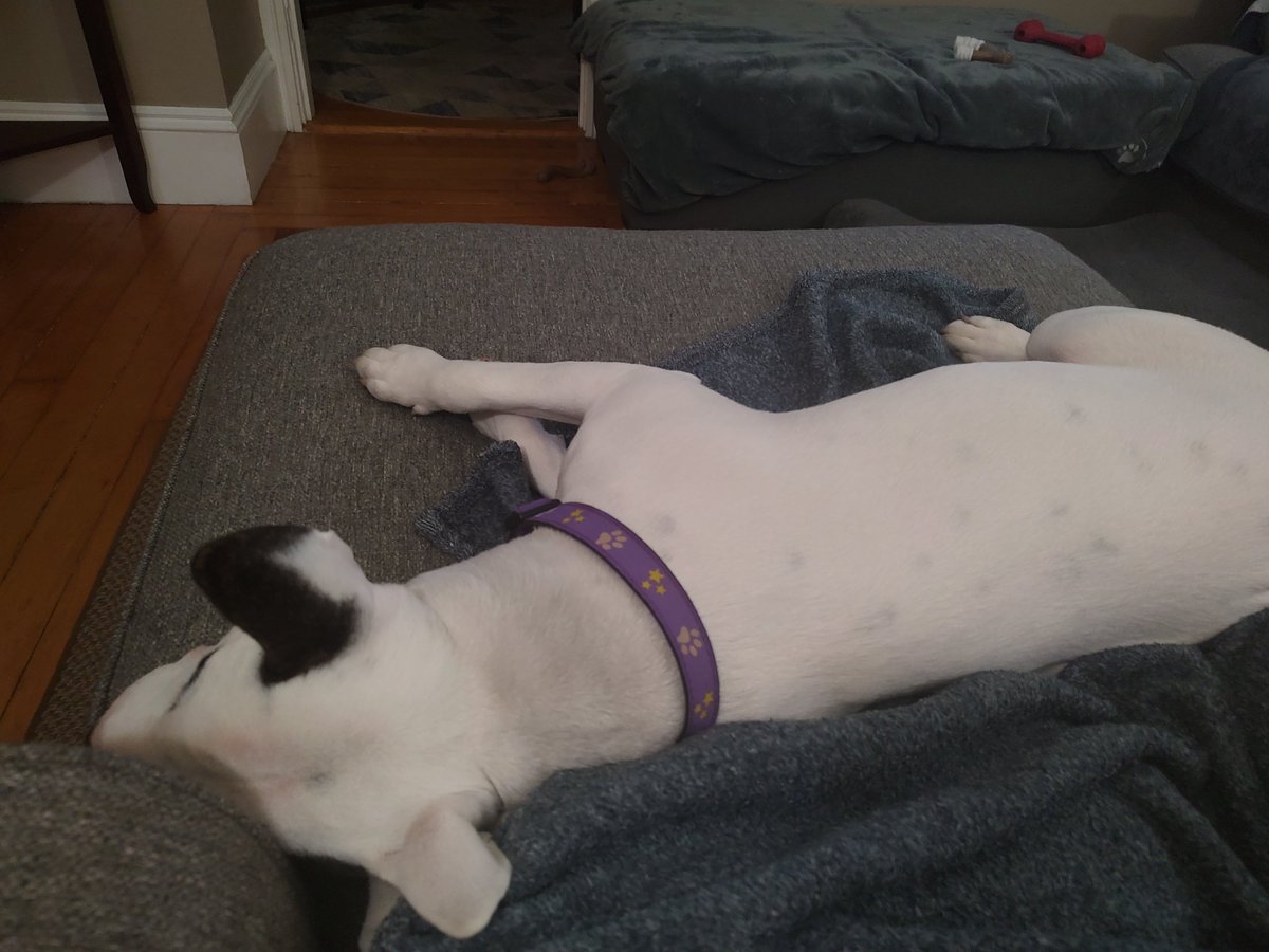 Spike The Rescue Pup & Rex The TV Terrier ®🌈🐾 tweet media