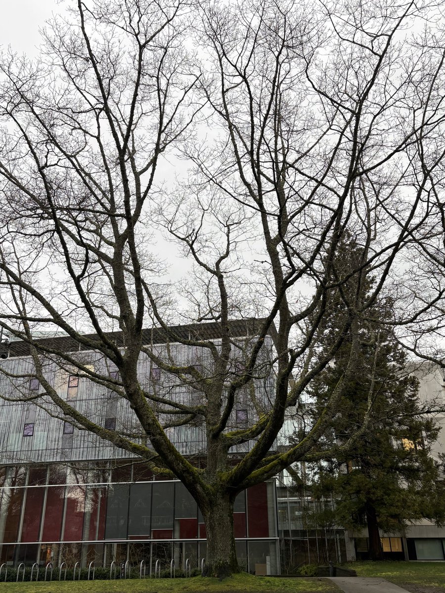 yoonhal's tweet photo. the trees wrapped in moss
comfortable in their slumber,
a hundred years long.

i count their leaves and branches
waiting for them to wake up. https://t.co/1nJE2wqsrG