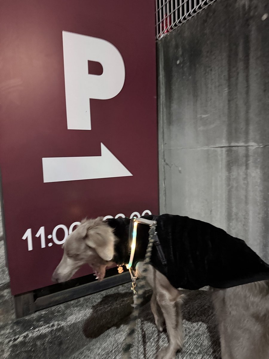 bichachweim's tweet photo. 昨日のオフショット
#犬
飼い主、低温火傷が痛すぎて止まれない散歩。結果、犬がいつもより疲れる良散歩。 https://t.co/3mjMHb9Y1X