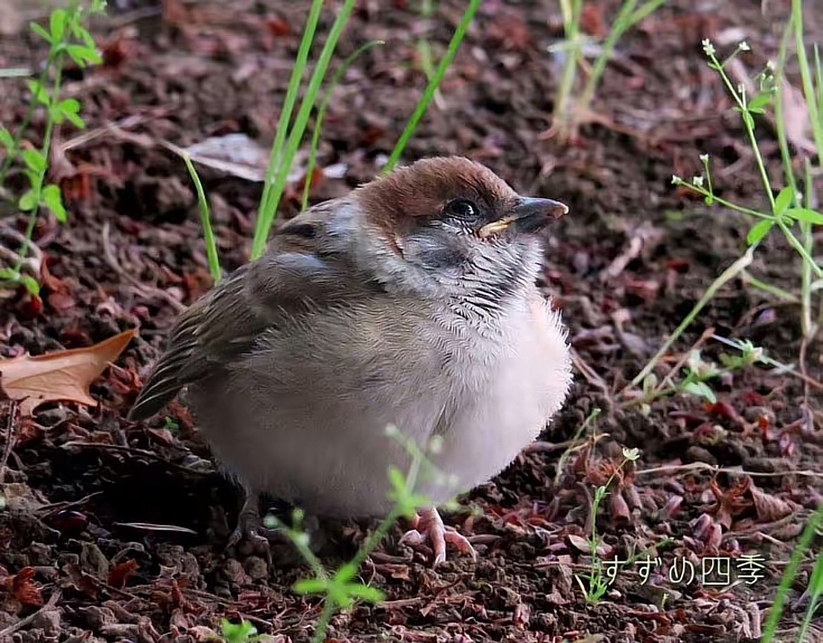 albert_smellss tweet media