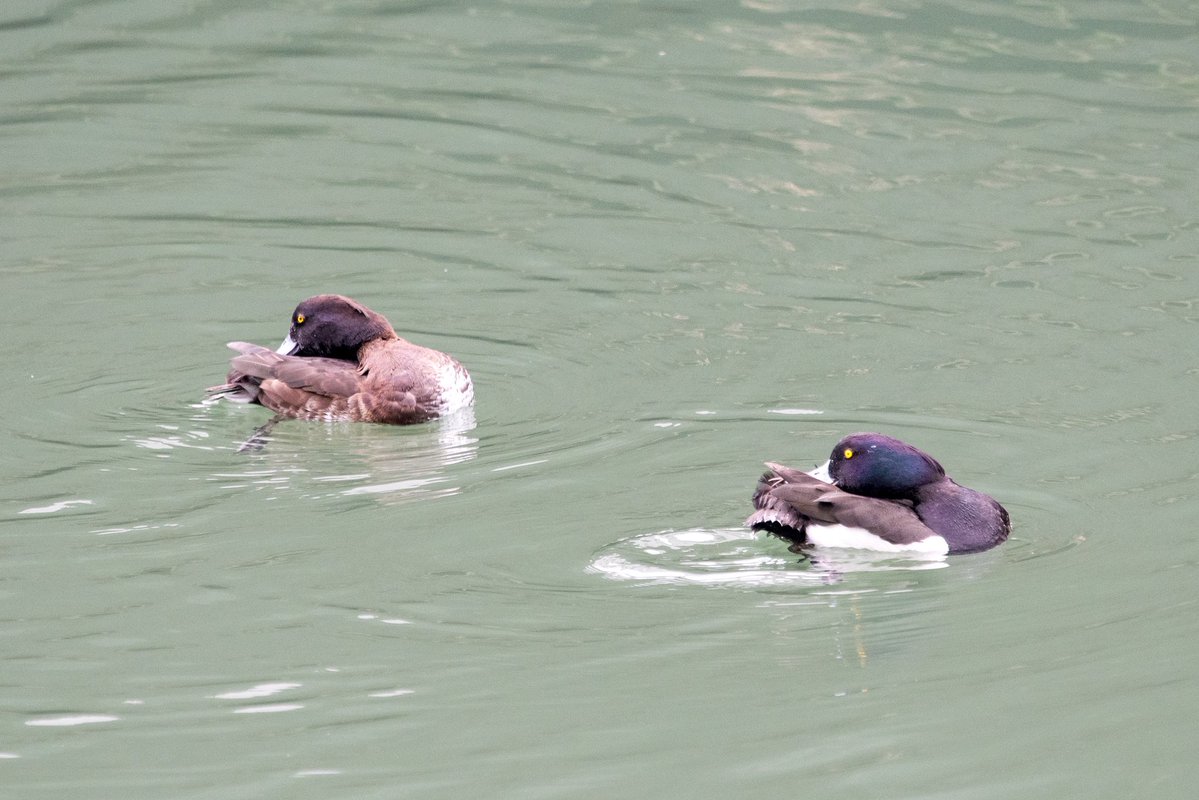 FukuShin tweet media