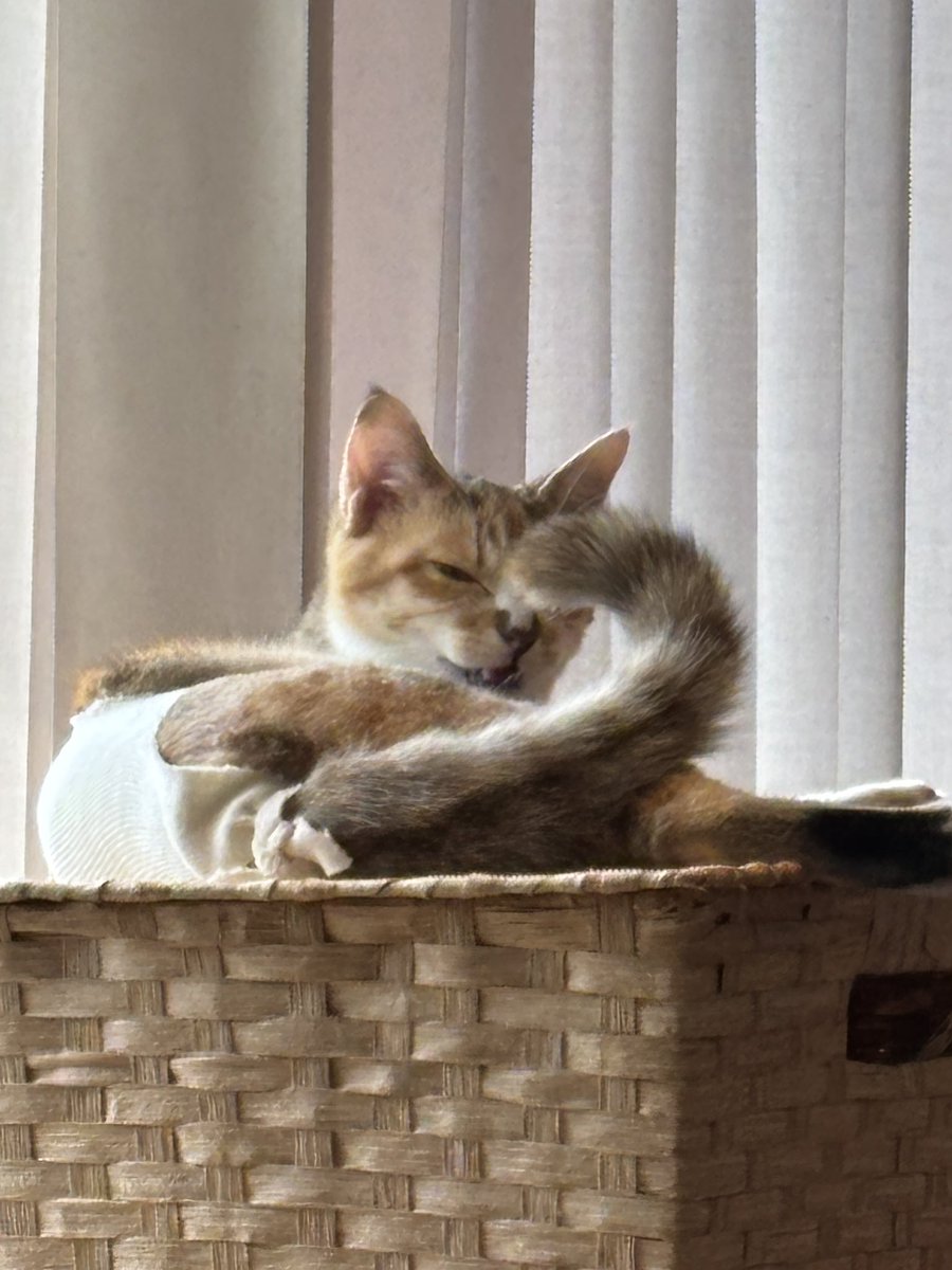 後藤知江 │イラストレーター tweet media