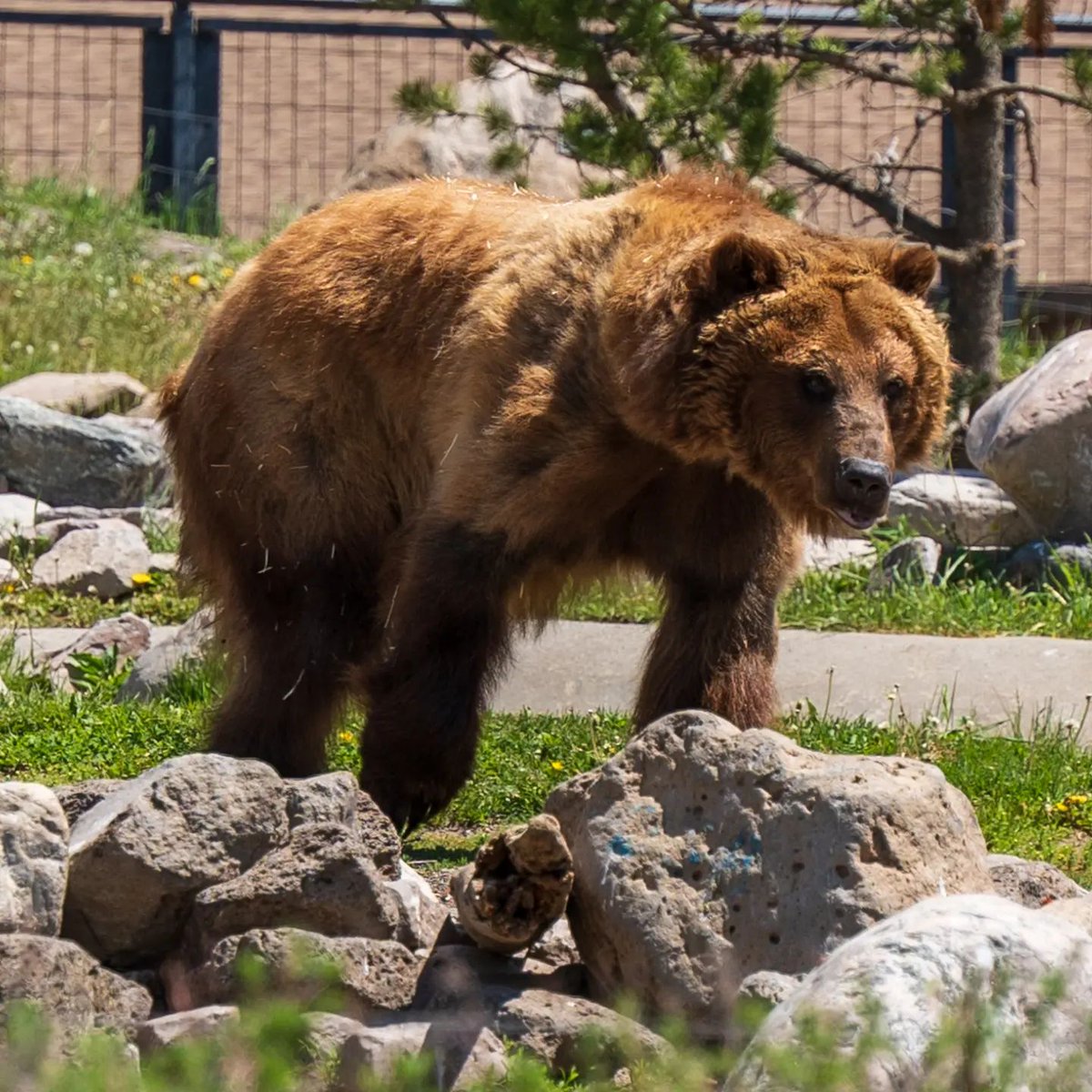 Destination Yellowstone tweet media