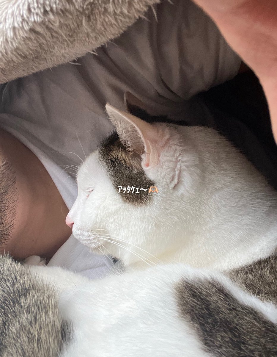 こーゐち🐶 tweet media