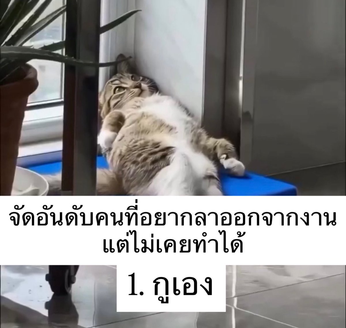 ถูกต้องที่สุด 555555555555555