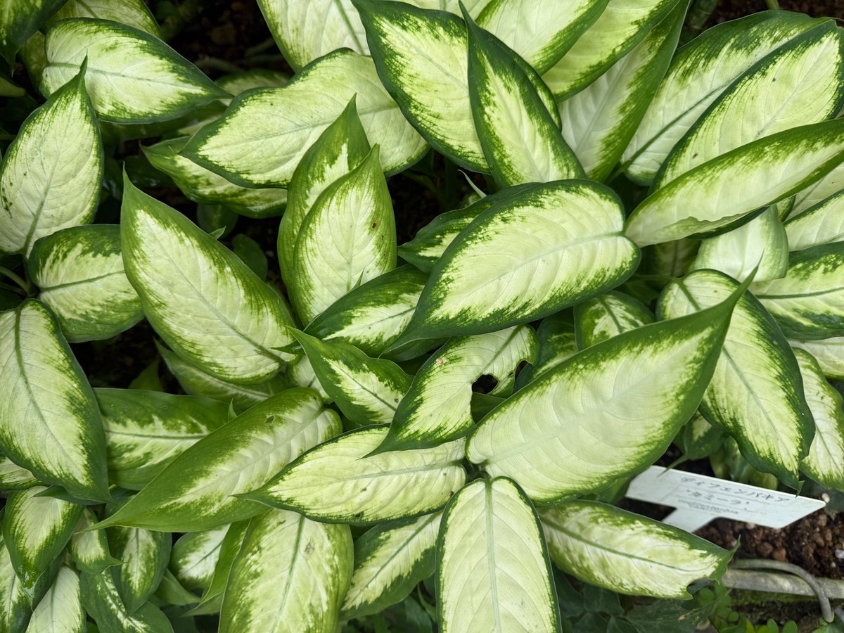 杉本崇＠気づき4/26いしおかトレイルラン tweet media