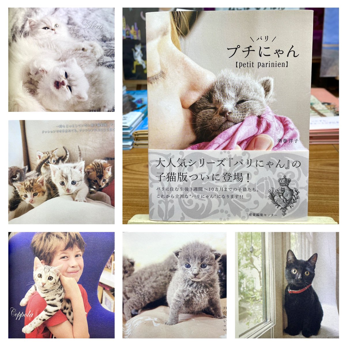 猫本専門 神保町にゃんこ堂_姉川書店 tweet media