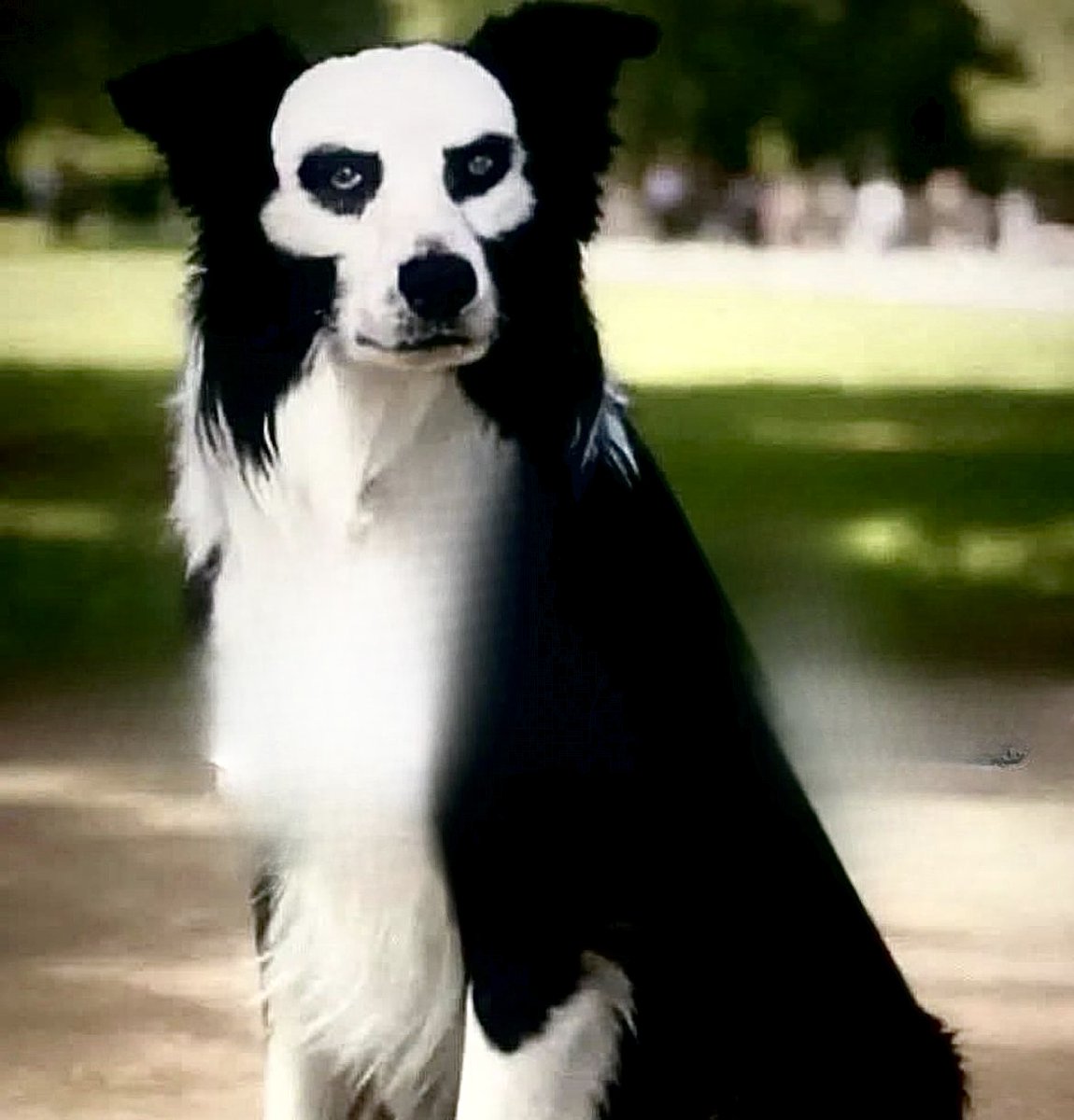 Denise 🤌🐾🇮🇹 tweet media