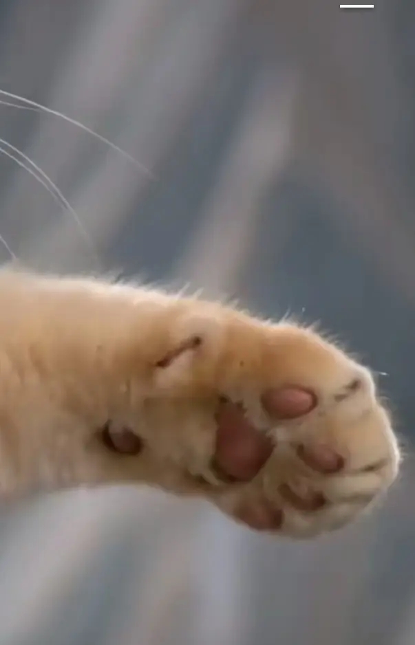 CoinSage2k tweet media