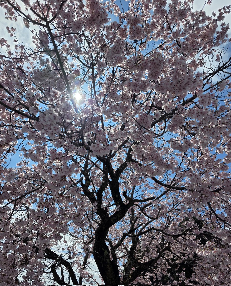 mio30mm's tweet photo. さーくらー♪ https://t.co/bzPRe2sR9S