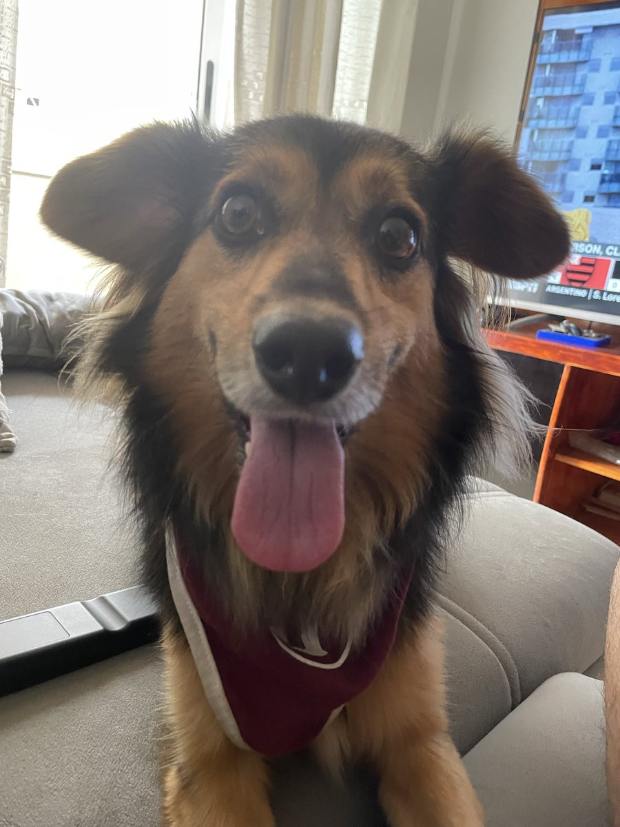 Perdigao Volante tweet media