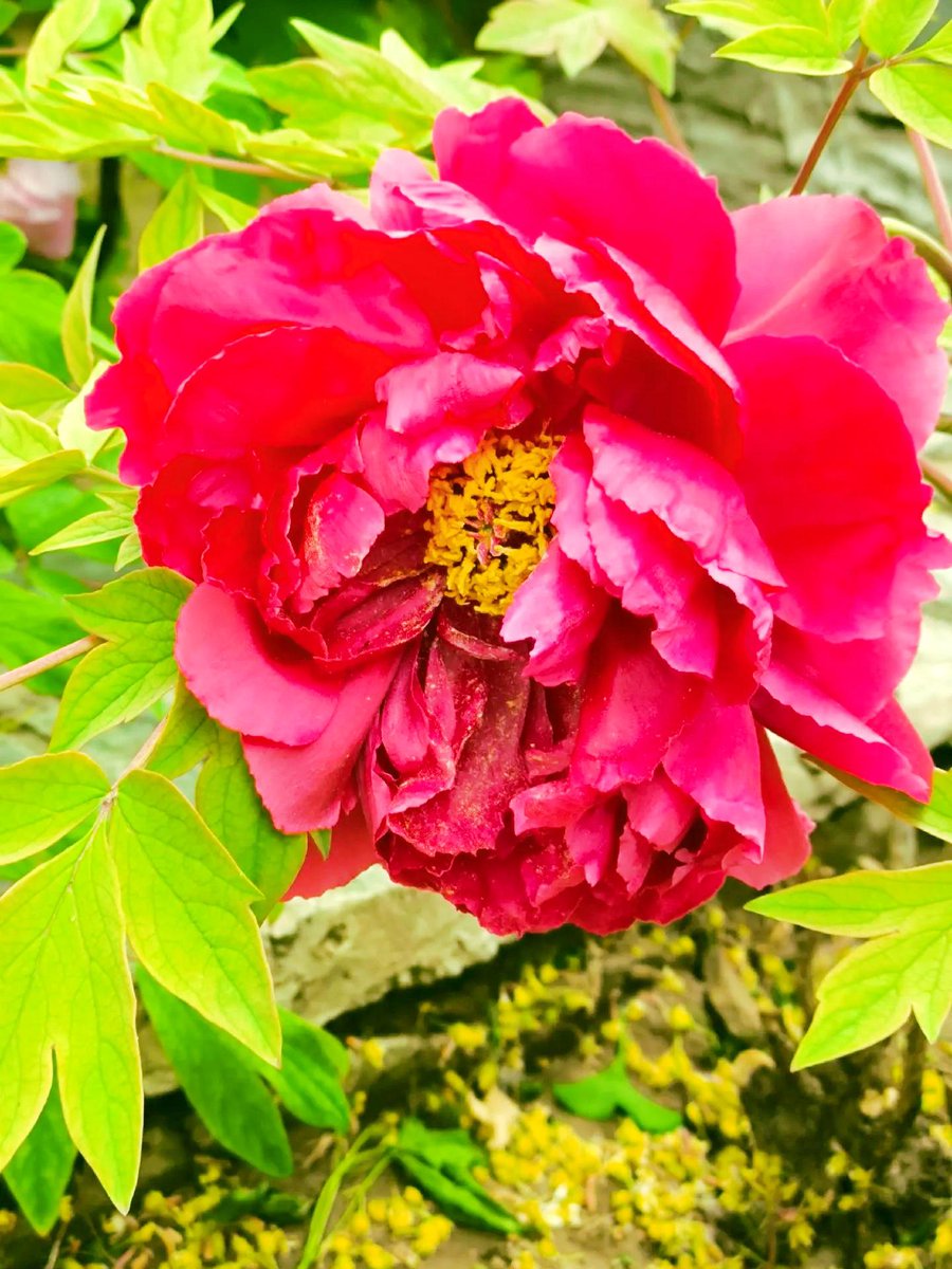 Andres Vargas tweet media