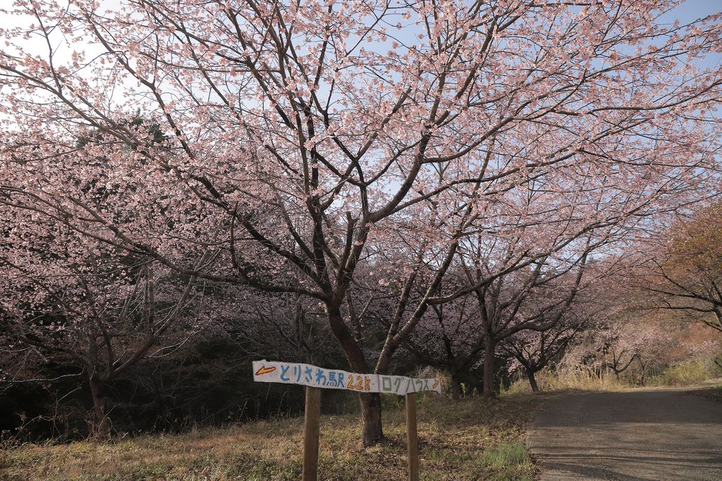 OtsukiCosplay's tweet photo. 【大月エコの里🌸3/19】
エコの里の下段方面に群生している早咲の品種である彼岸桜が開花し、まもなく見頃を迎えます🌸
まだすべての蕾が開花していないので、少し寂しく見えますが、満開に期待です☺️
ピンク色も少し強くて撮りやすい場所です📸
#おおつきの桜撮影2026 https://t.co/KmUtKXa6F1
