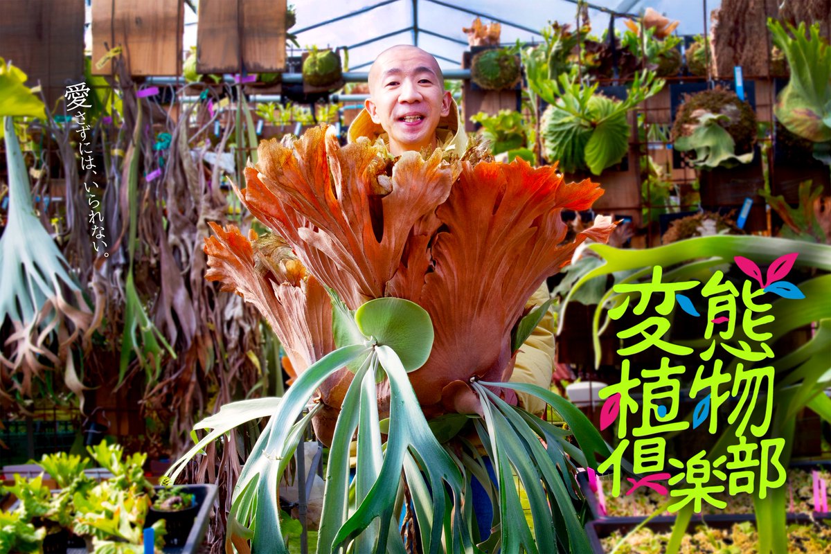shokubutsu_club's tweet photo. ◤#変態植物倶楽部 新企画解禁◢ 

　　　　📺3/27(金) 深夜1:45スタート！
～列島縦断！ひょうろくの未確認変態は何処に～
 
ドラマ出演で植物にハマりかけの＠HYOUROX🌼
変態植物との出会いを求め、
全国を旅するバラエティ番組💼 

TVer┊https://t.co/aDXC5HLNLG
YouTube┊https://t.co/E0cJaGXxpx https://t.co/hiFZIsQpAt
