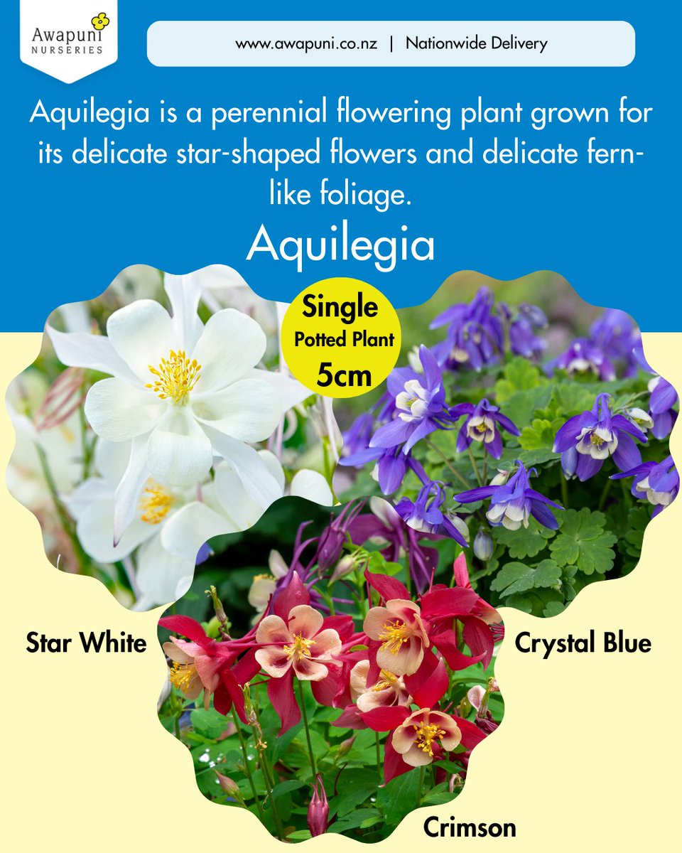 Grow_Awapuni's tweet photo. Aquilegia is a perennial flowering plant grown for its delicate nodding flowers and finely divided fern-like foliage. It combines well with annual flowers such as pansies, violas and calendula to help maintain colour in autumn gardens. https://t.co/MoB9xaMgIU https://t.co/EthmocY3Cj