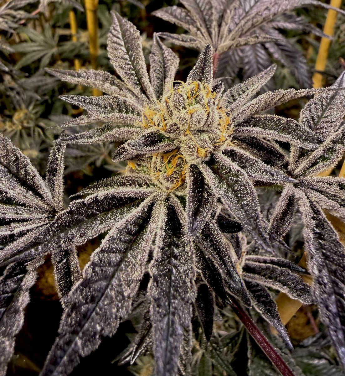 LCC Karl tweet media