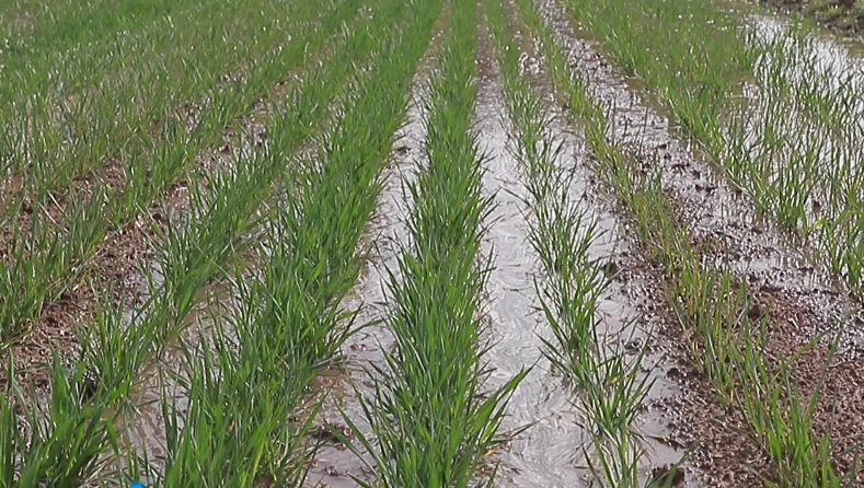 Thisisweinan's tweet photo. Chengcheng, Shaanxi | Small Wells, Big Impact ๐ง๐พ
Spring farming begins, and local wells now provide cheaper, reliable water. Farmers save costs, crops grow better, and communities thrive. Small wells, big difference!#ChinaAgriculture #RuralReform #FoodSecurity #SpringFarming https://t.co/ldY3ezWdgo