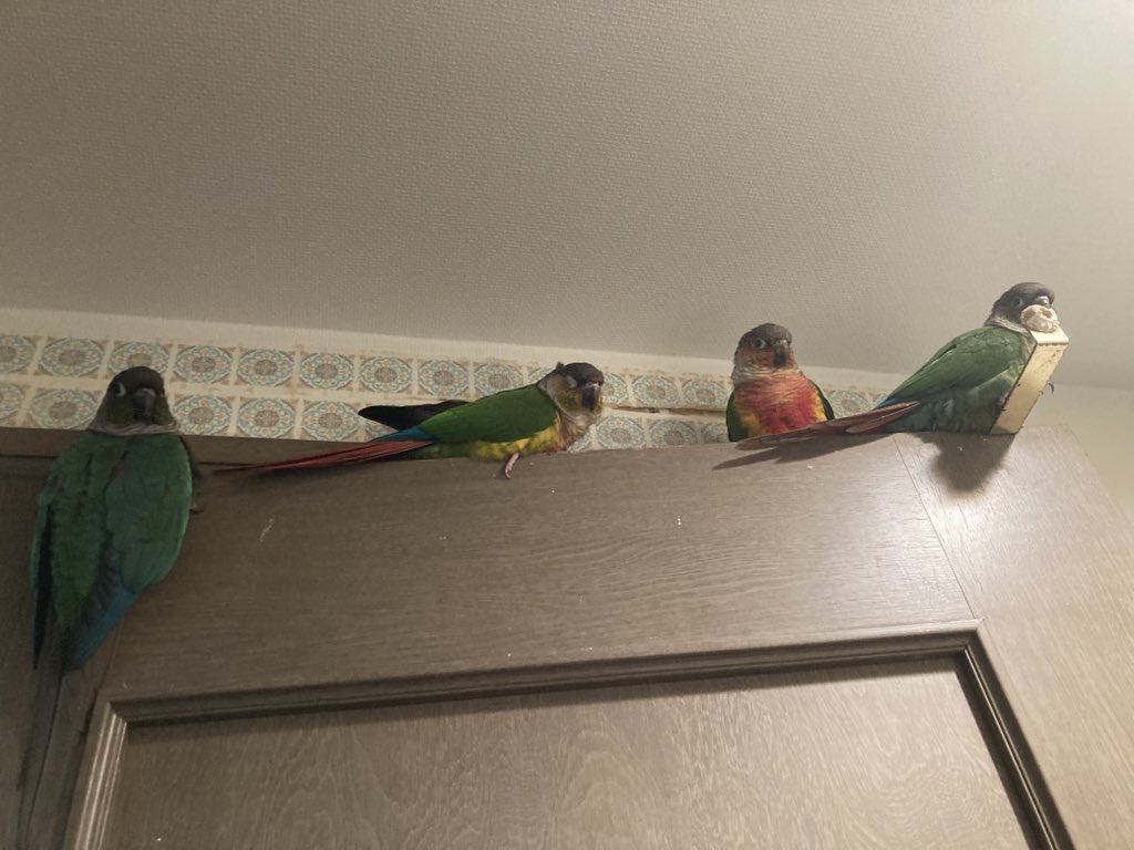 （カリン） tweet media