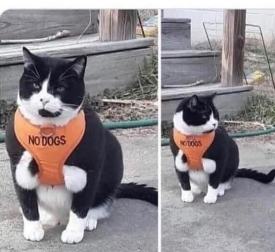 cats with powerful aura tweet media