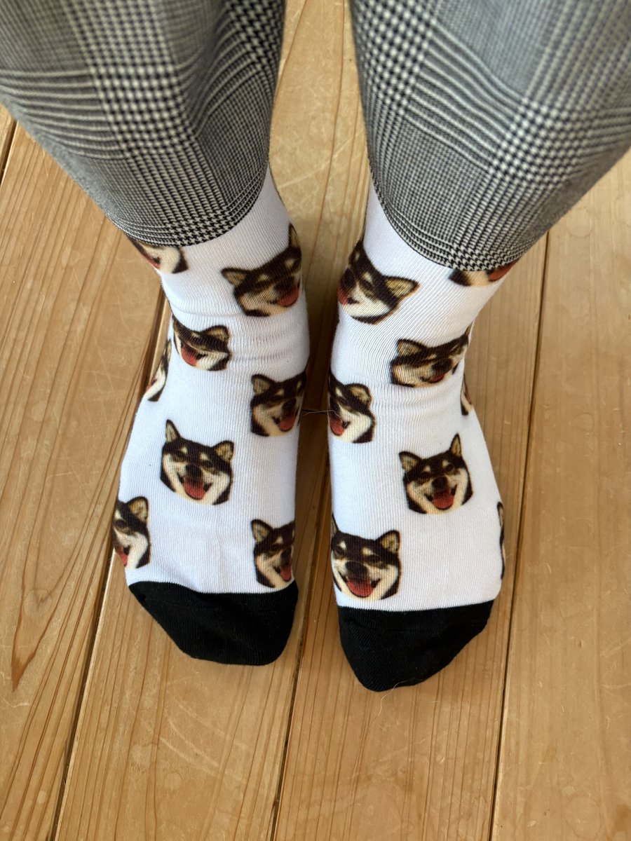 今日はおめかし。

#黒柴　#柴犬
#この柄はロクです