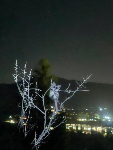 PIENSAPRENSA 360 mil Seguidores tweet media