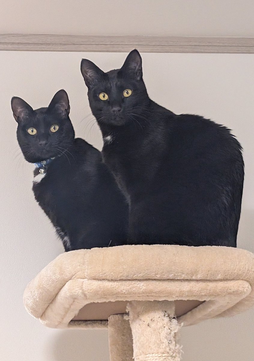 ぐらむし＠🦐 tweet media