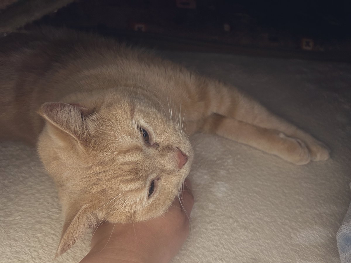 𝑌𝑣𝑚𝑖 ໒꒱⋆ﾟ𓍯 tweet media