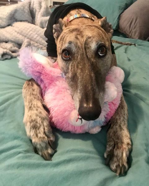 politikal skeptik tweet media