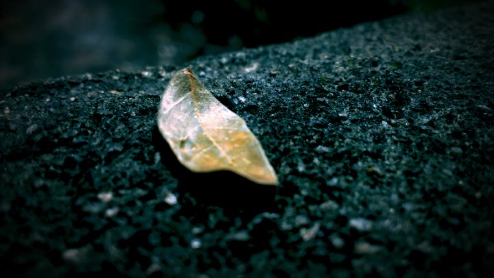 LahiruOne77's tweet photo. Art of the Day! "Alone leaf on the bench". Buy at: https://t.co/CM9PHDGNp4 https://t.co/cOoATKRtP7
