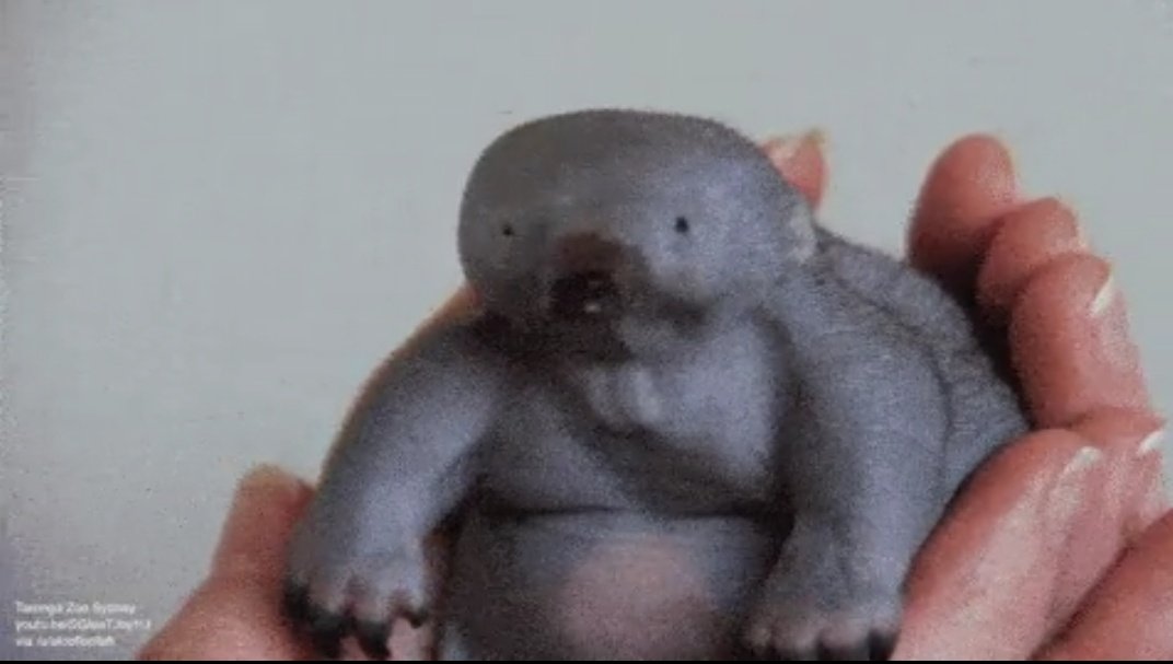 두됴지 tweet media