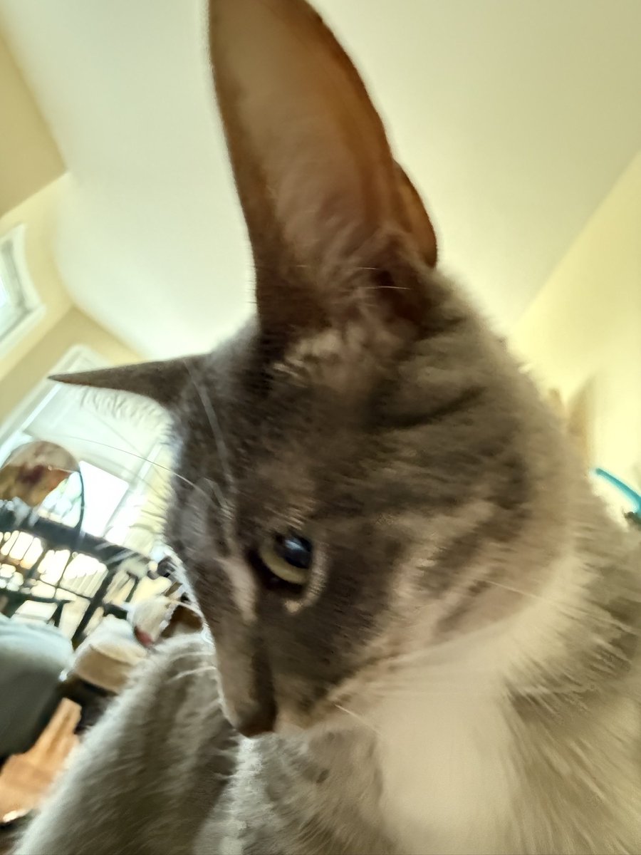 isabella tweet media