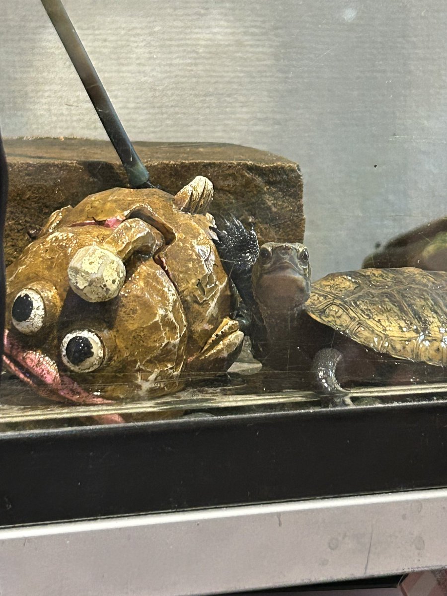 subenodo tweet media